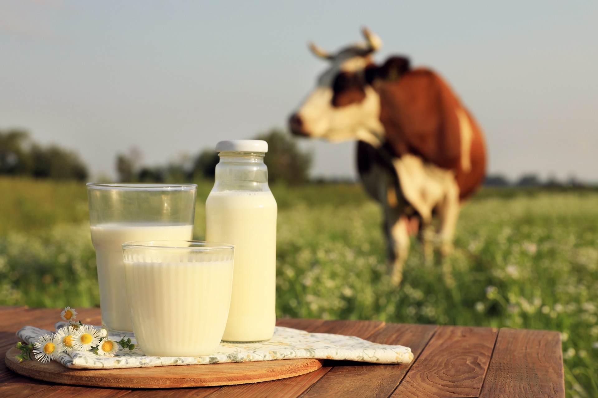 Milk with camomiles on wooden table and cow grazing in meadow